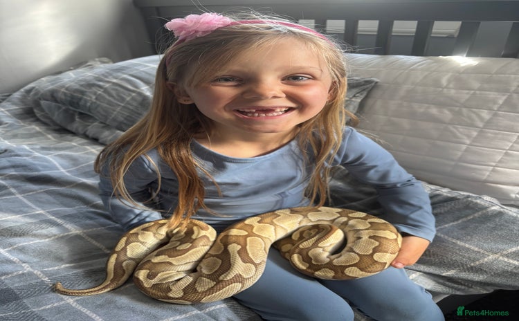 Python Snake reptiles - Advert 1