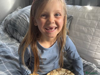 Python Snake reptiles - Advert 14