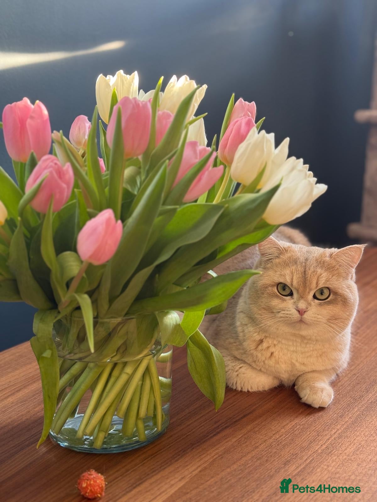 British Shorthair cats Leo looking for girls  in Edinburgh - Advert 10