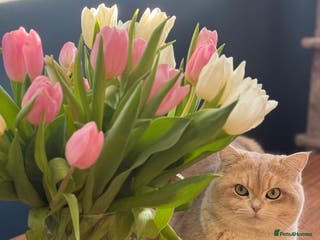 British Shorthair cats Leo looking for girls in Edinburgh - Advert 15