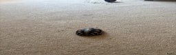Tortoise reptiles for sale: 2 year old tortoise needs rehoming - Advert 4
