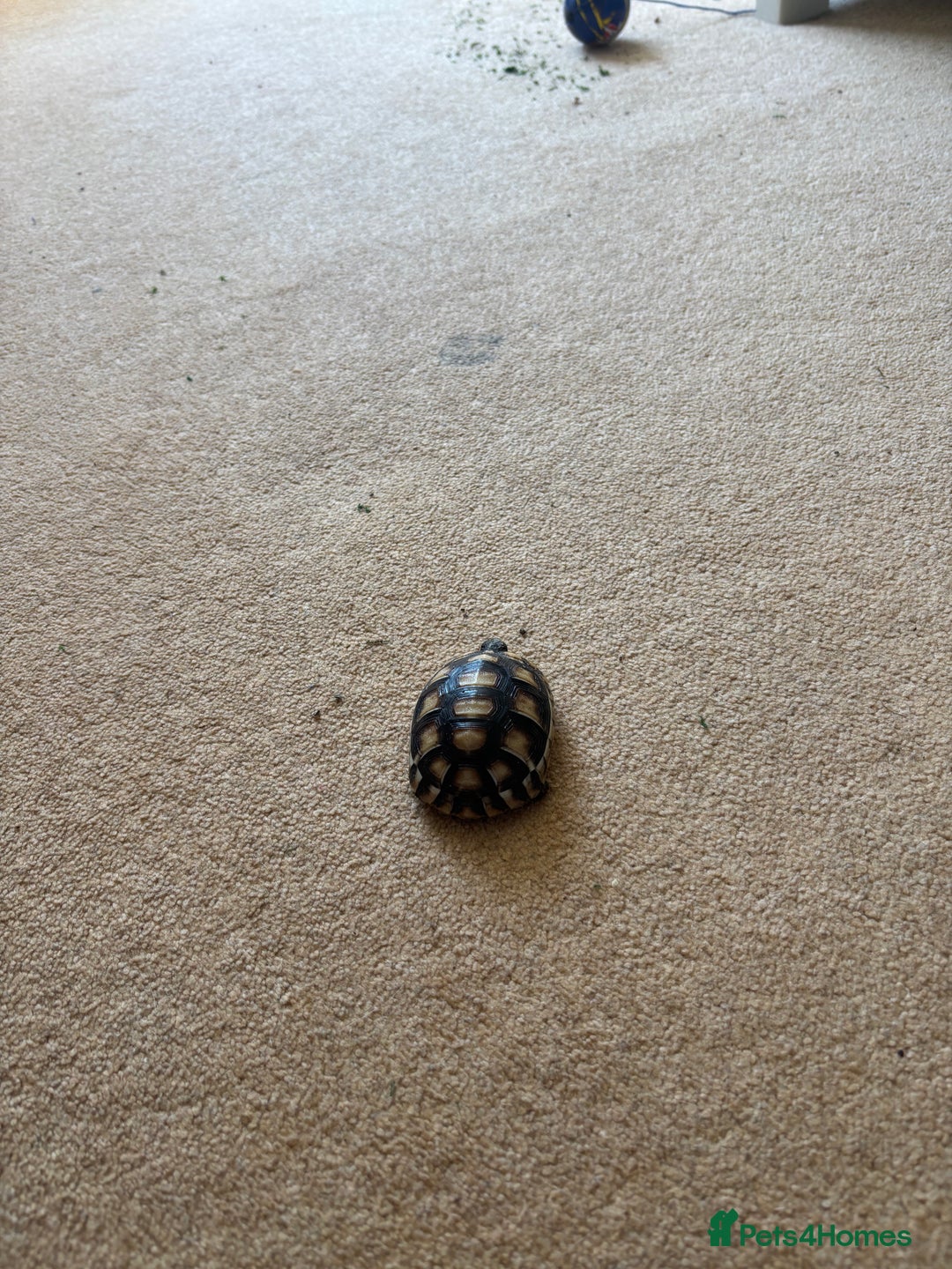 Tortoise reptiles for sale: 2 year old tortoise needs rehoming - Advert 4