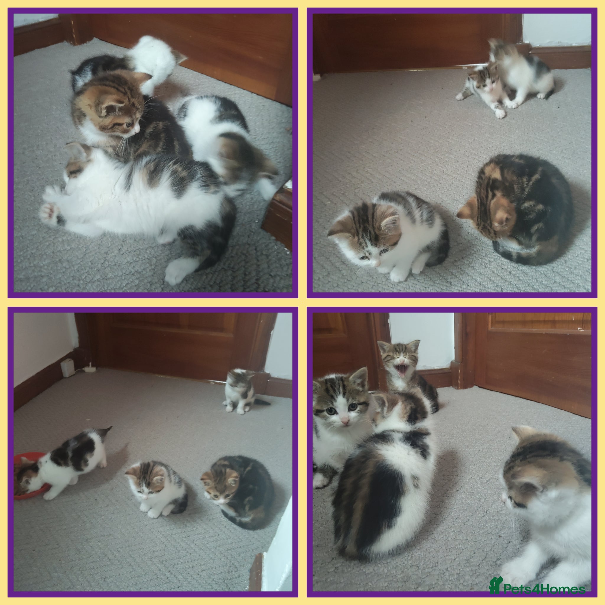 Mixed Breed cats Litter of 4 cute kittens for sale  - Advert 1
