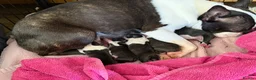 Boston Terrier dogs for sale: Stunning Boston Terrier Puppies  - Advert 1