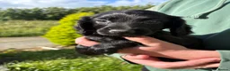 Cocker Spaniel dogs for sale: Beautiful Cocker Spaniel Puppies  in Helston - Advert 15