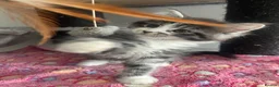 Maine Coon cats for sale: READY NOW! Maine Coon kittens  - Advert 9
