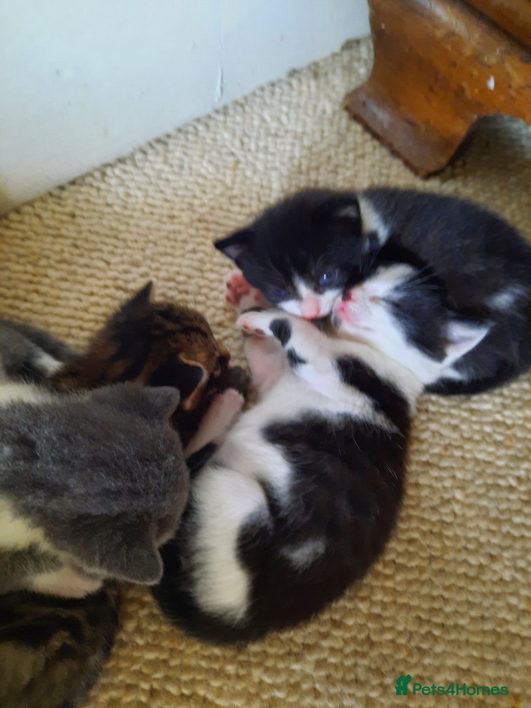 Mixed Breed cats for sale: Beautiful friendly kittens.  - Image 8
