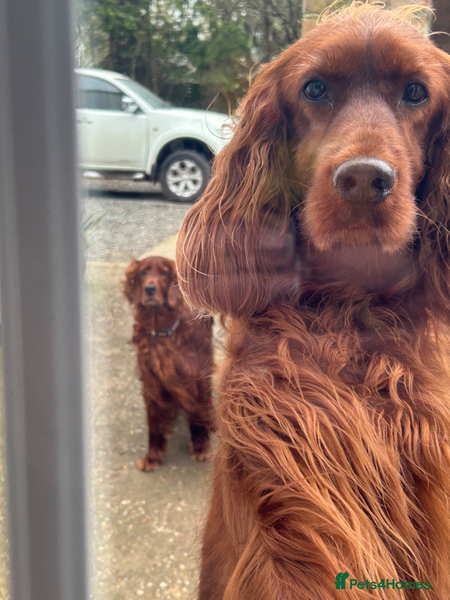 Irish Setter dogs Ready Now Beautiful litter of Irish Setters  - Advert 1