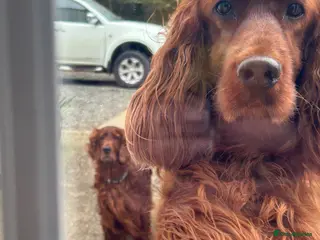 Irish Setter dogs Ready Now Beautiful litter of Irish Setters - Advert 1