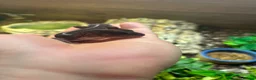 Gecko reptiles for sale: 3 fat tailed geckos all female not including tank in High Wycombe - Advert 5