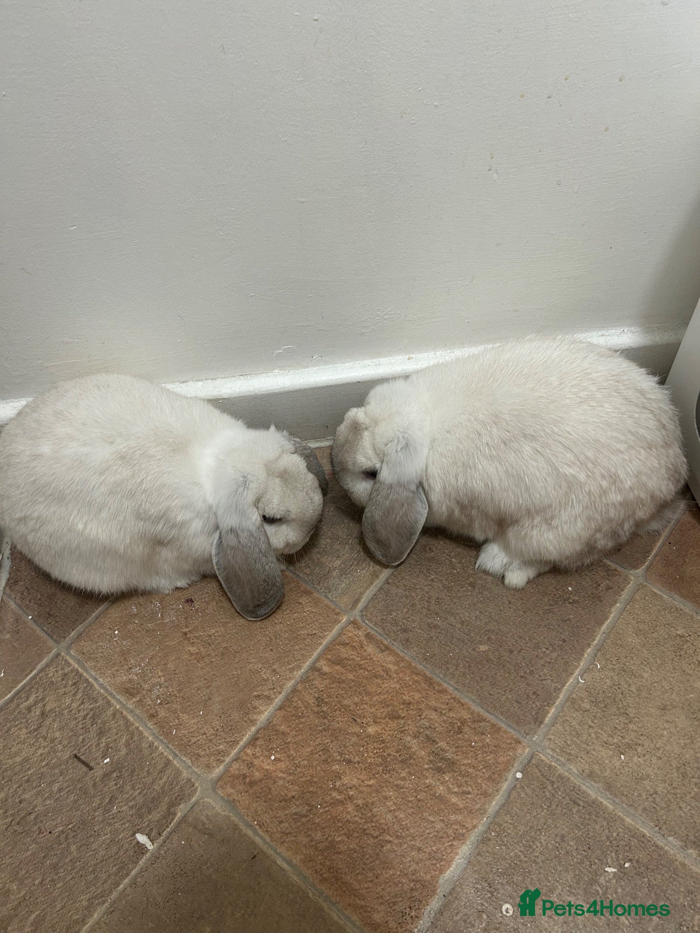 Mini Lop rabbits 2 Male Rabbits - Advert 1