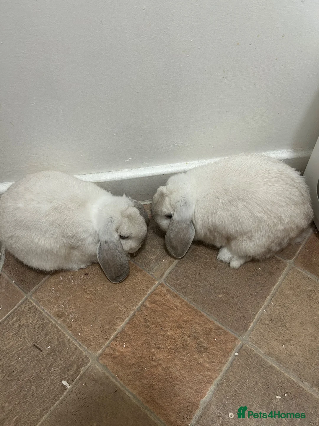 Mini Lop rabbits for sale: 2 Male Rabbits in Oldham - Advert 1