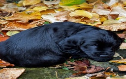 Cocker Spaniel dogs for sale: BLACK WORKING COCKER SPANIELS - Bitch and Dog - Image 18