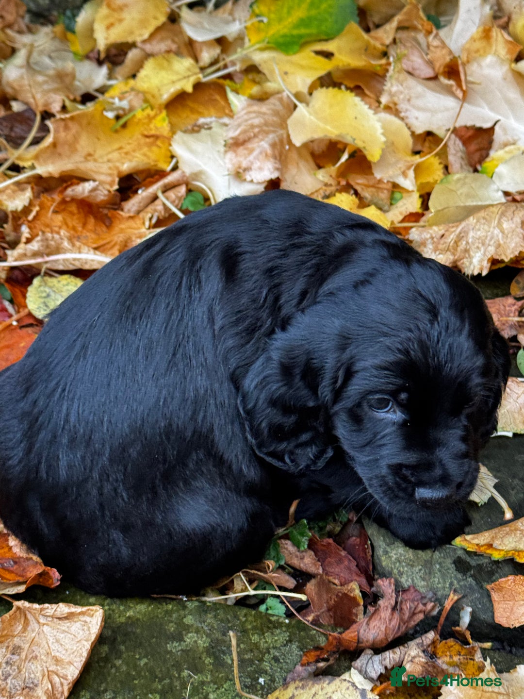 Cocker Spaniel dogs for sale: BLACK WORKING COCKER SPANIELS - Bitch and Dog - Image 18