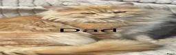 Maine Coon cats for sale: 3 beautiful boy Maine coon kittens  - Advert 12