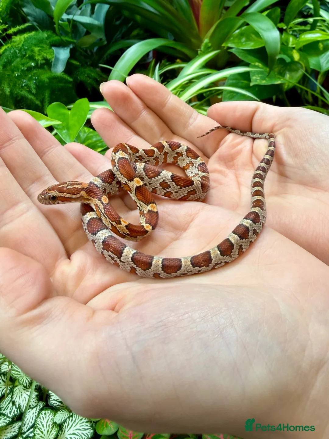 Corn Snake reptiles for sale: Corn Snake With Complete Setup - Advert 1