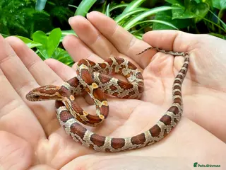 Corn Snake reptiles Corn Snake With Complete Setup - Advert 1