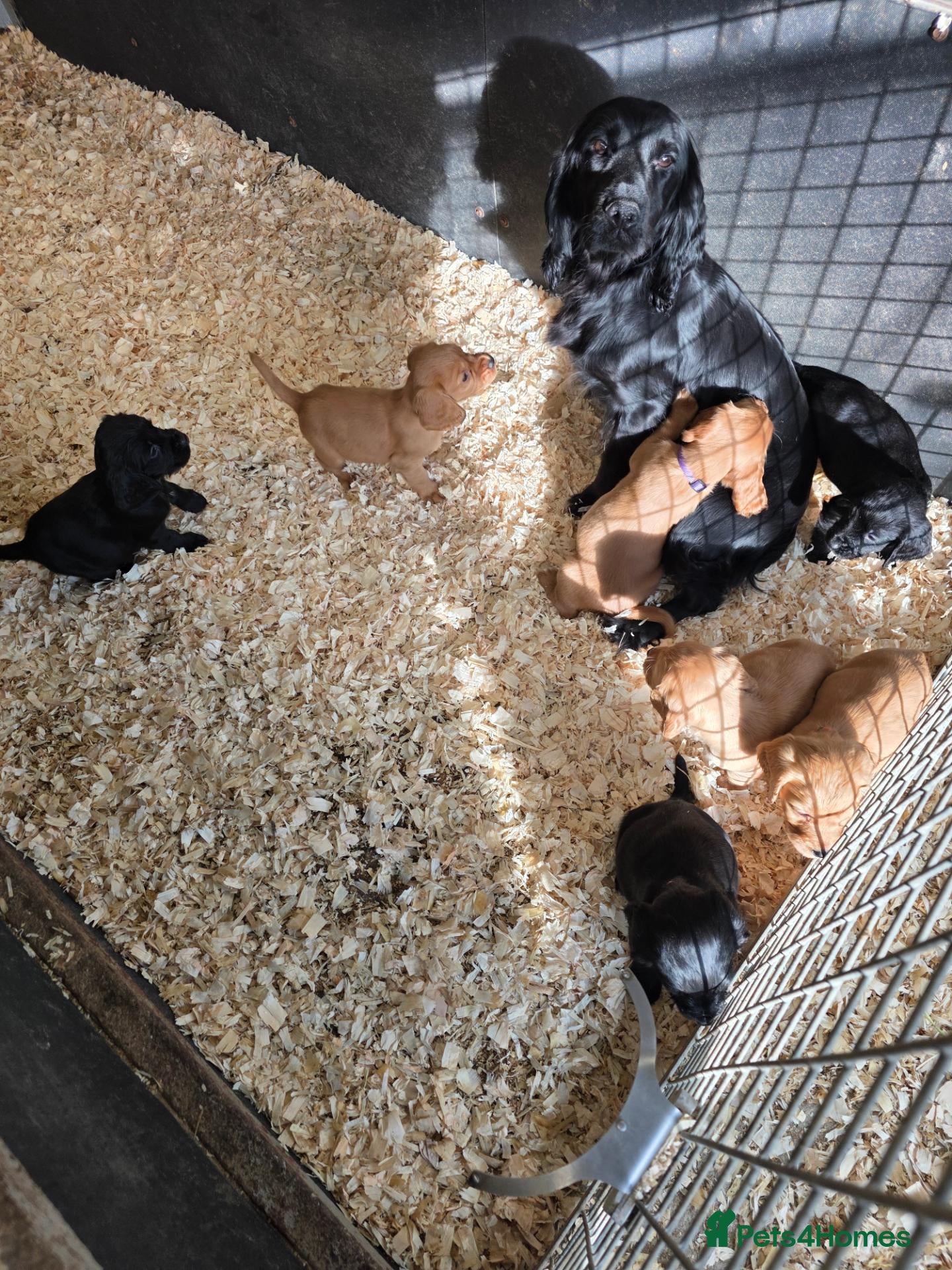 Cocker Spaniel dogs K.c registered Cocker spaniel puppies  - Advert 1