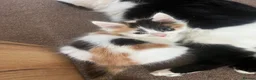 Mixed Breed cats for sale: gorgeous boys in Mansfield - Advert 15
