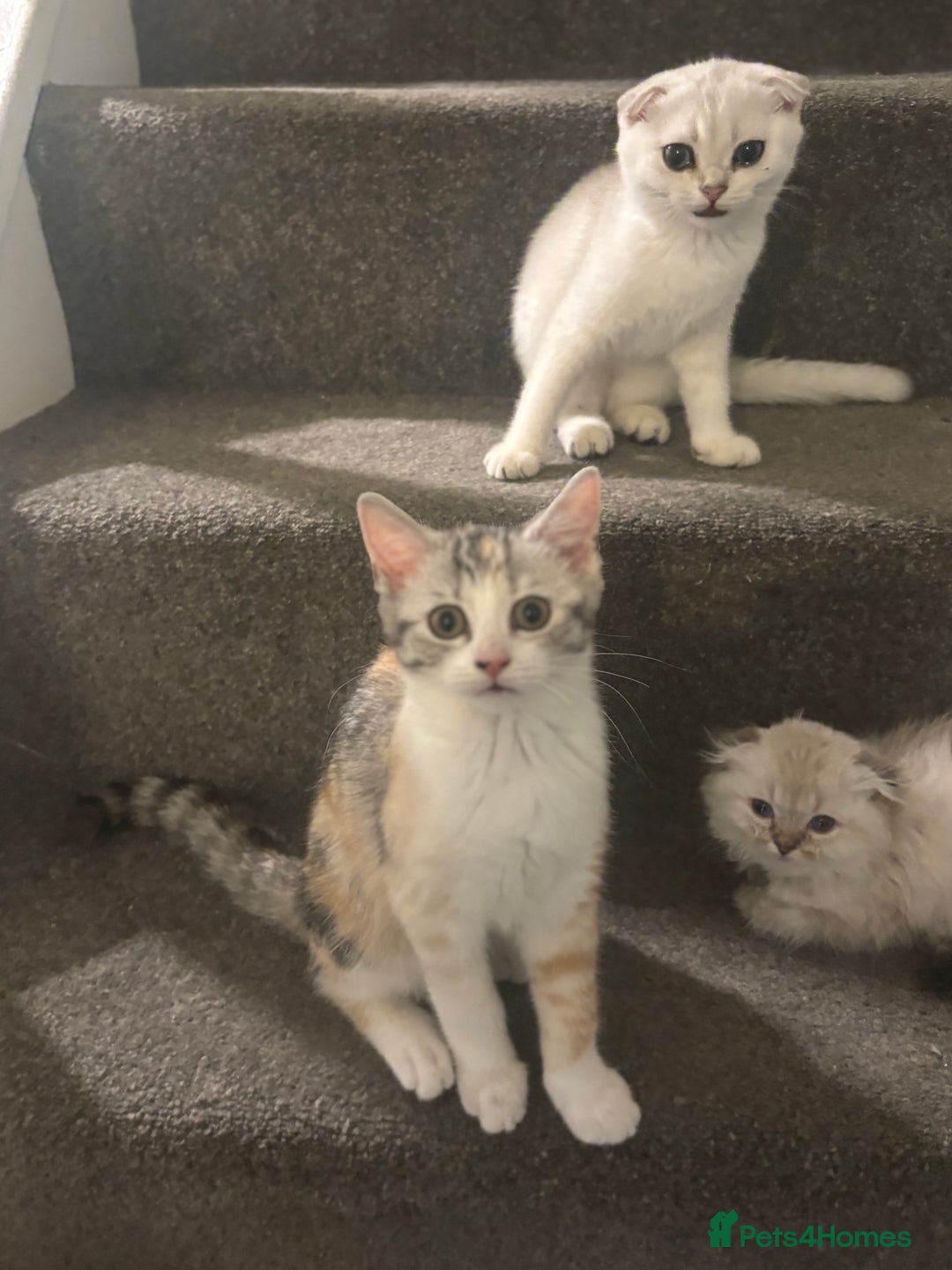 Scottish Fold cats for sale: SCOTTISH FOLD FEMALE KITTENS - Image 5