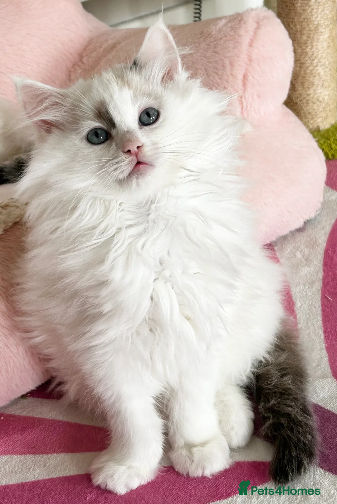 Ragdoll cats for sale: Gorgeous rare Van Ragdoll boy - Advert 11