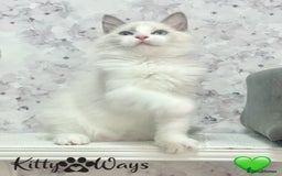 Ragdoll cats for sale: 🐾🩷*TICA REG* EU RAGDOLL KITTENS🌟 DNA CLEAR 🩵🐾 - Image 14