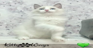 Ragdoll cats - Advert 4