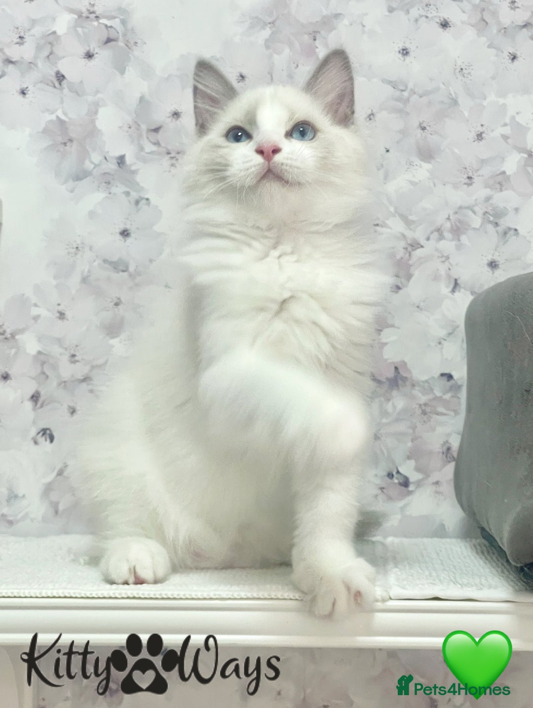 Ragdoll cats for sale: 🐾🩷*TICA REG* EU RAGDOLL KITTENS🌟 DNA CLEAR 🩵🐾 - Image 14