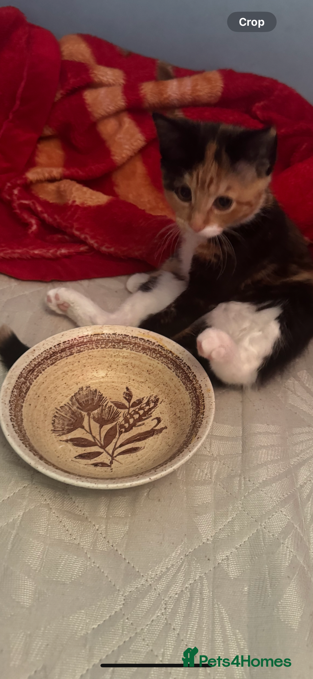 Mixed Breed cats for sale: Nebu/nova and luna(mother) - Advert 6