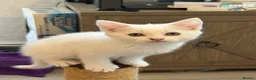 Mixed Breed cats for sale: White mixed breed - Advert 3