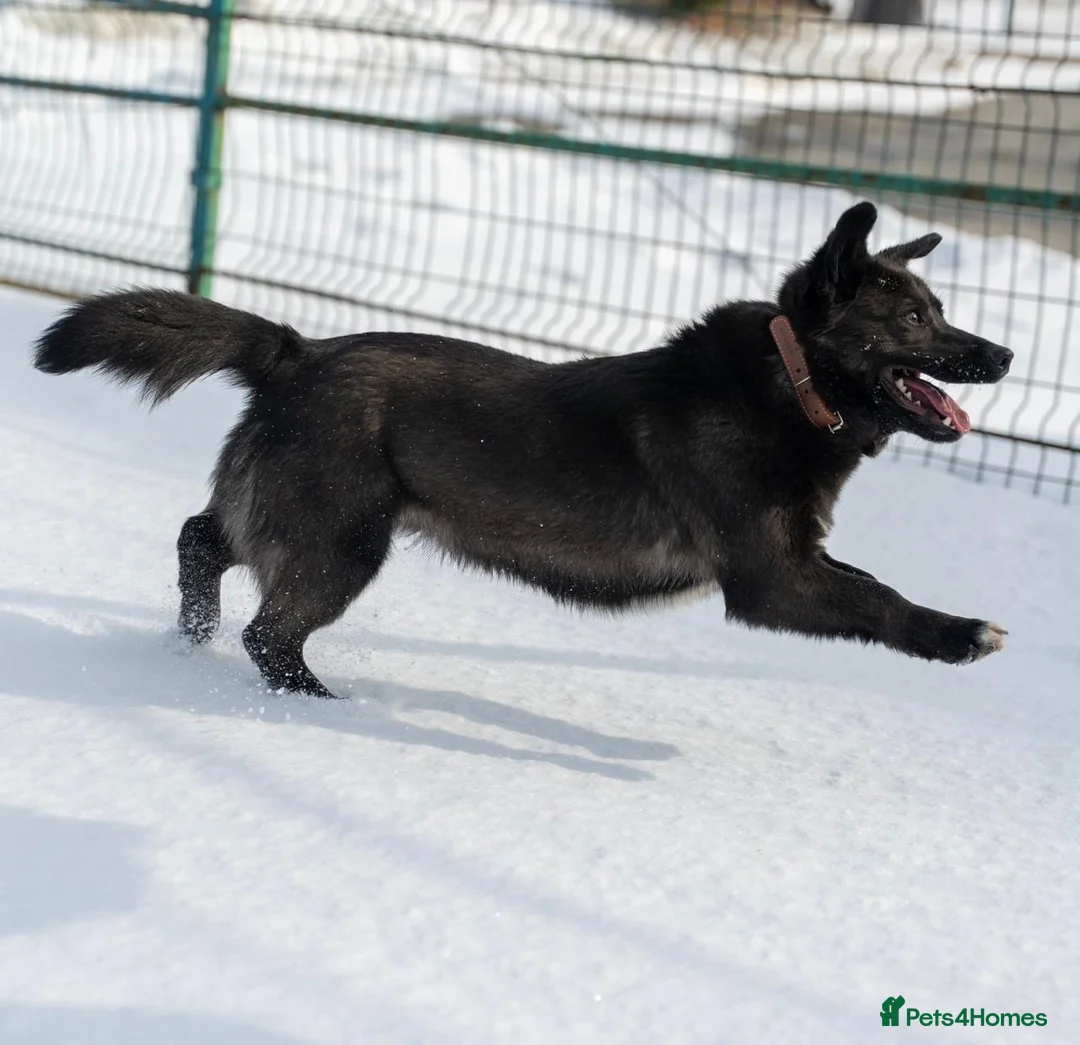 Mixed Breed dogs for adoption: ❤️🐶 EMILY  - Advert 2