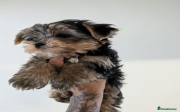 Yorkshire Terrier dogs for sale: 7 male Yorkshire terriers ready to leave.  - Image 18