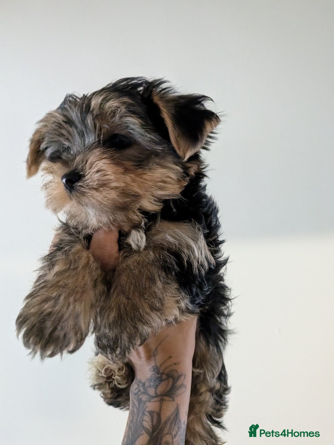 Yorkshire Terrier dogs for sale: 7 male Yorkshire terriers ready to leave.  - Image 18