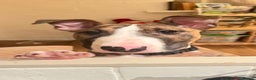 English Bull Terrier dogs for sale: English Bull Terrier male puppy  - Advert 8