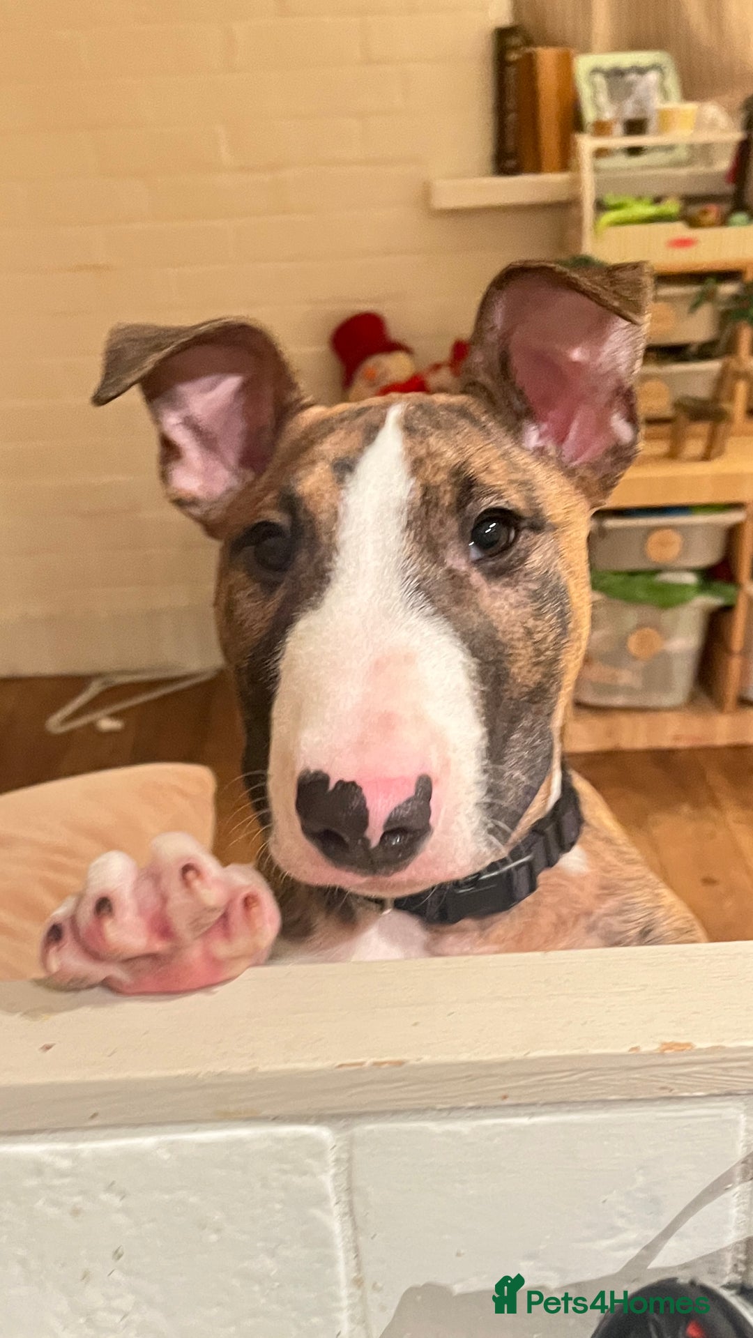English Bull Terrier dogs for sale: English Bull Terrier male puppy  - Advert 8