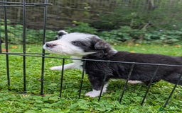Border Collie dogs for sale: Border Collie Pups - house reared - Image 3