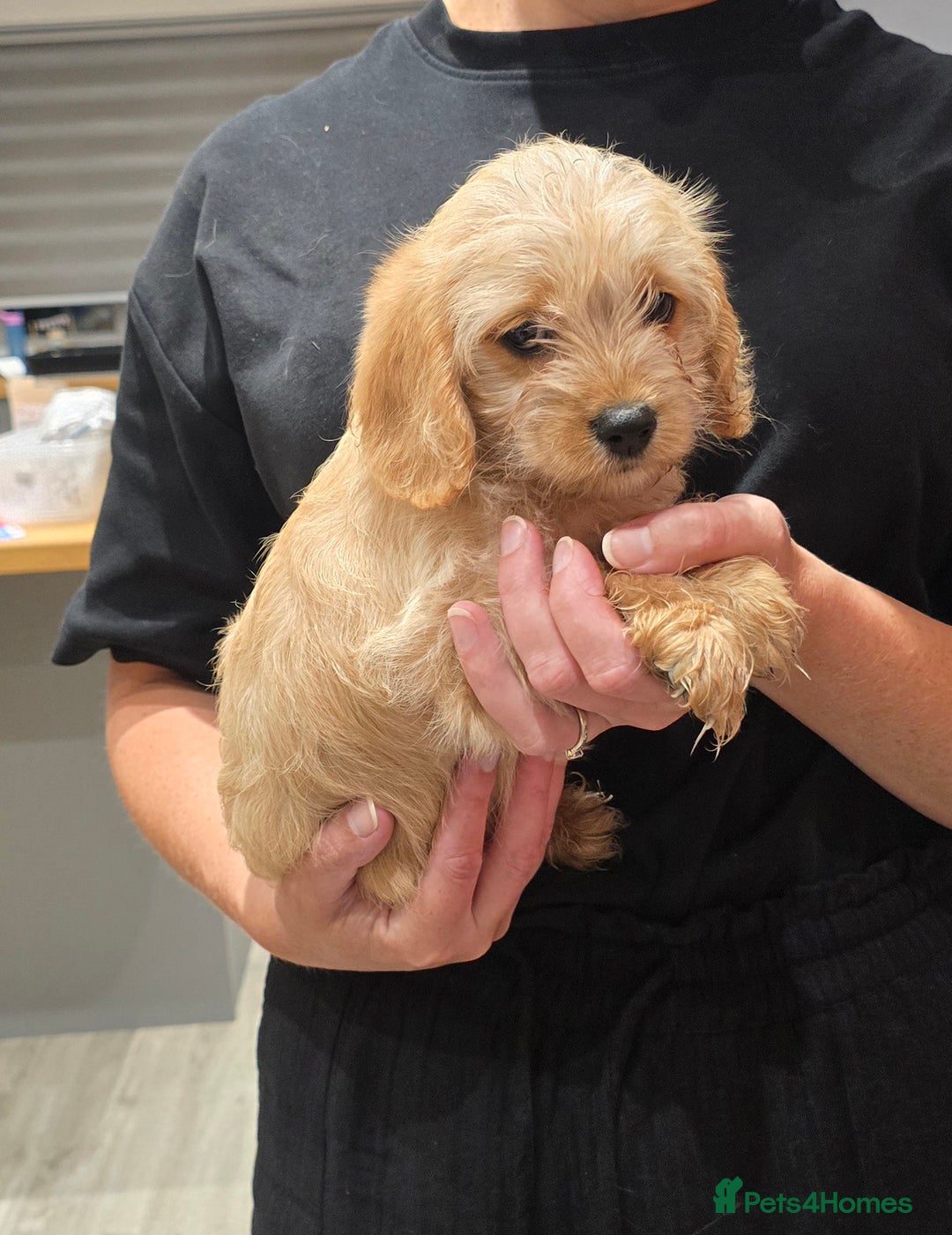 Cavapoochon dogs for sale: Light fox red Cavapoochon puppies - Image 24