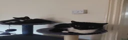 Mixed Breed cats for sale: Adorable kittens  - Advert 3