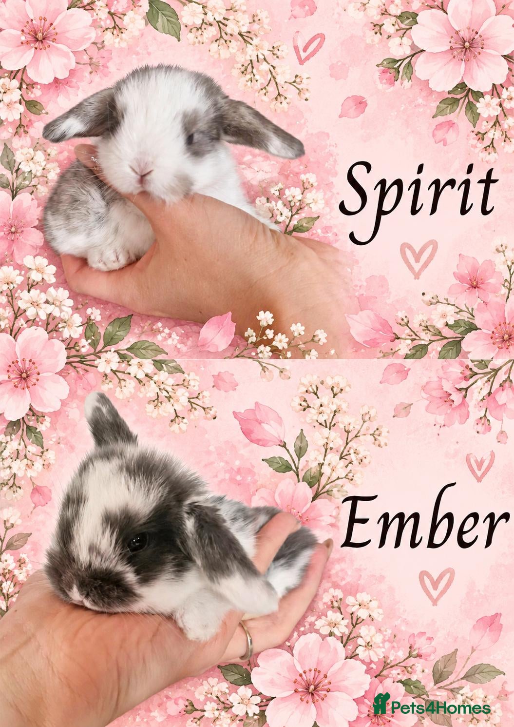 Mini Lop rabbits Mini Lop Babies  - Advert 1
