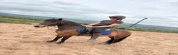 Dartmoor horses for sale: 12h Dartmoor hill  in Stoke-on-Trent - Advert 6