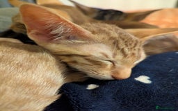 Oriental cats for sale: Stunning oriental girls seeking new slaves - Image 7