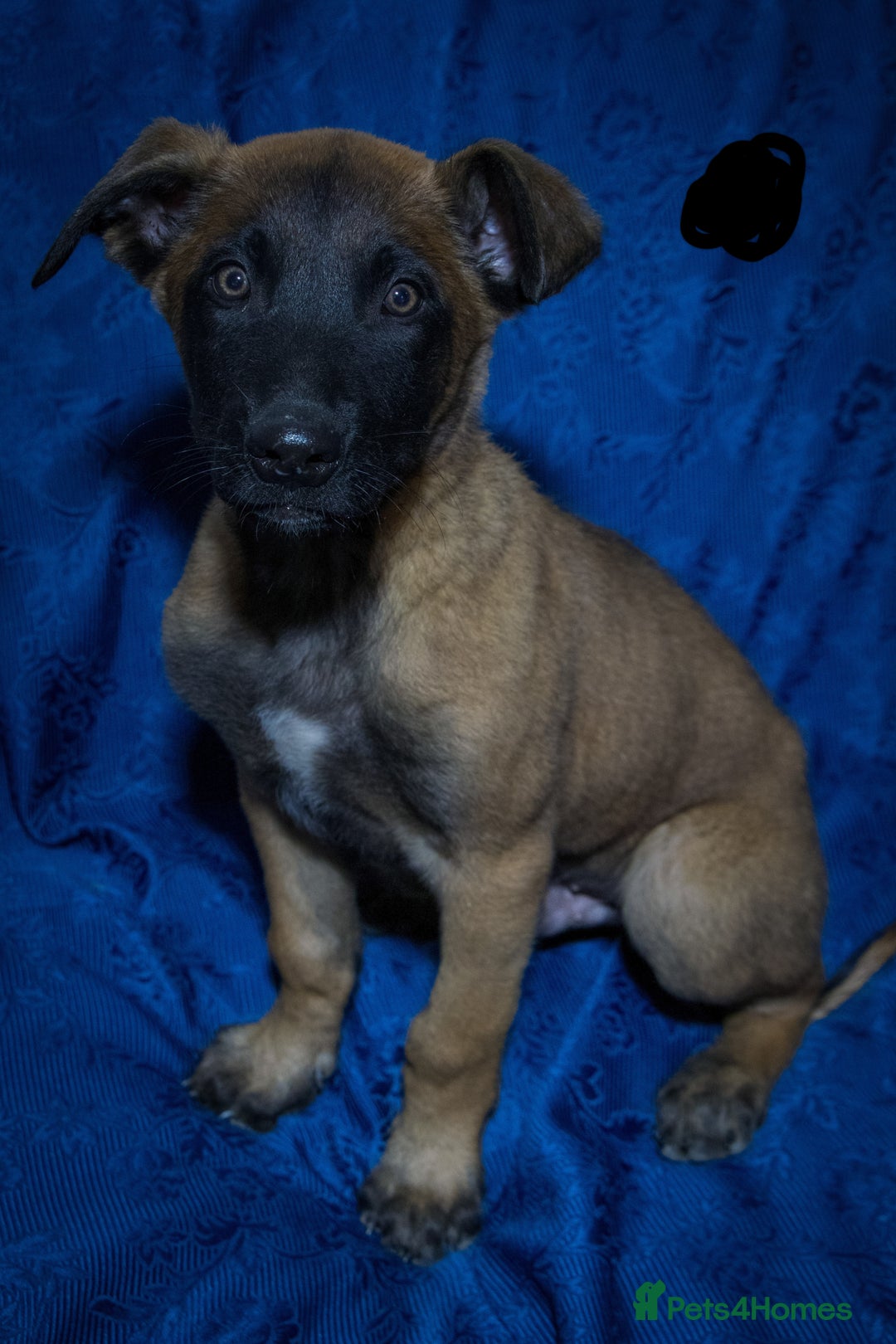 Belgian Shepherd Dog dogs for sale: Malinois puppies. Mother FCI/Father working dog - Image 4