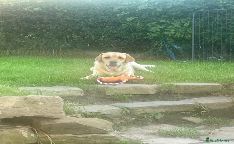Labrador Retriever dogs - Advert 1