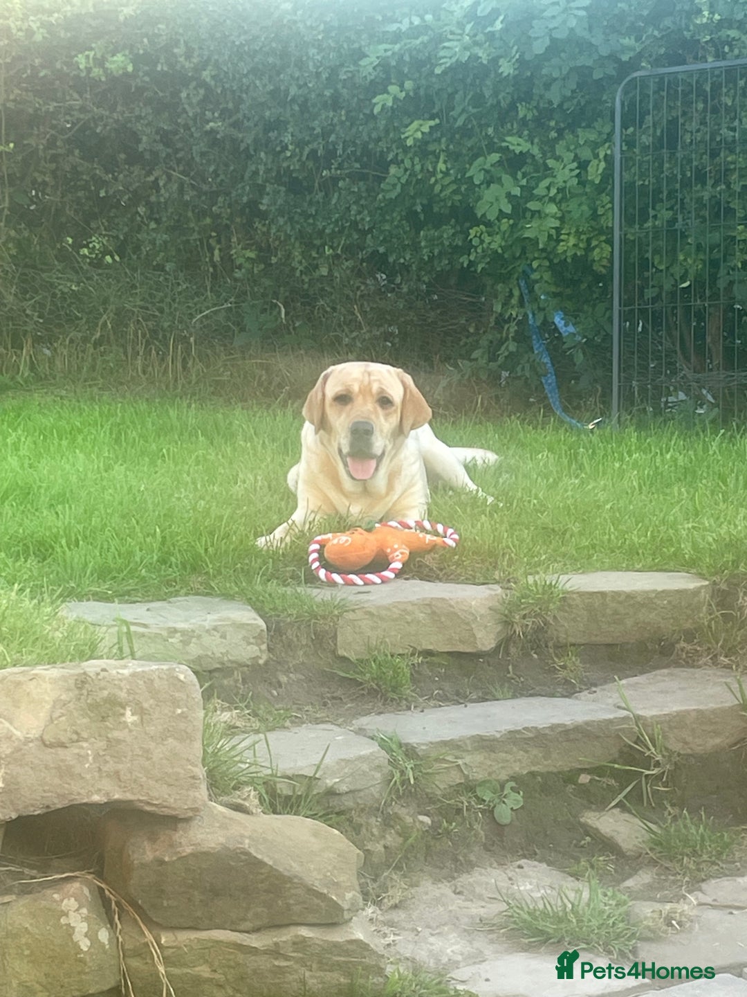 Labrador Retriever dogs for sale: 4 year old female Labrador  - Image 1