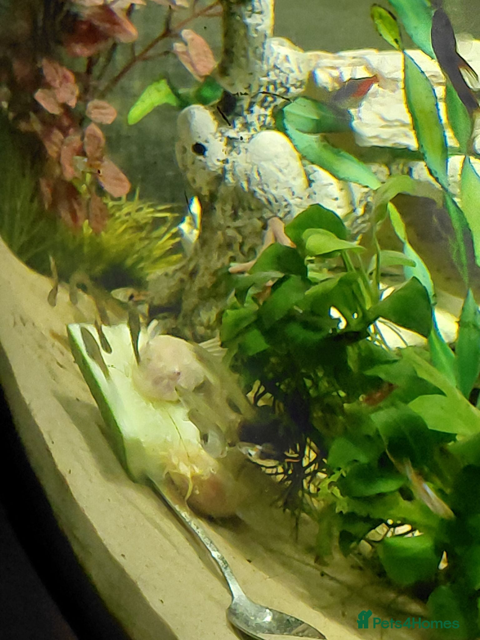 Catfish fish Bristlenose Albino & Brown - Advert 2