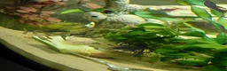 Catfish fish for sale: Bristlenose Albino & Brown in Luton - Advert 1