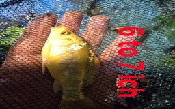 Koi Carp fish for sale: Pond fish  gost carp  gold fish  and more - Image 3