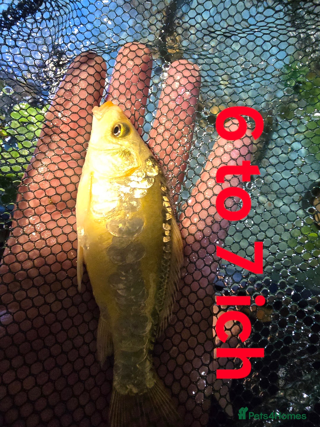 Koi Carp fish for sale: Pond fish  gost carp  gold fish  and more - Image 3