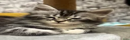 Maine Coon cats for sale: Maine coon cross - Advert 6