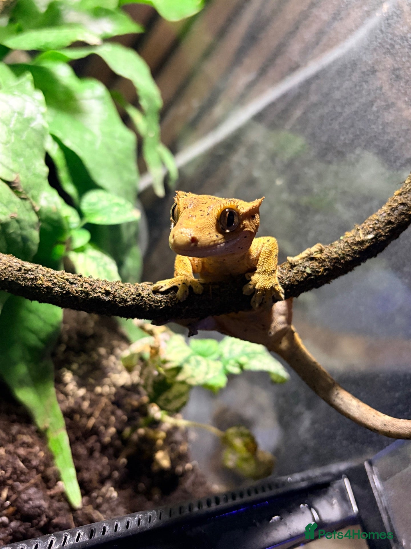 Gecko reptiles Crested geko and full set up - Advert 1